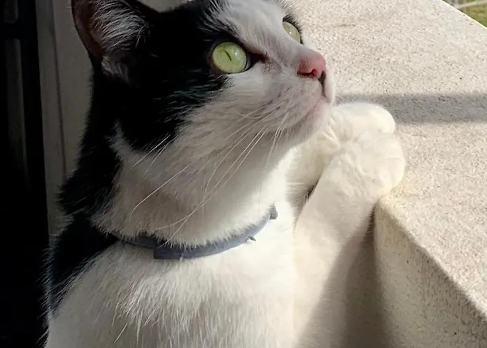 Casa Do Paço Studio&rooms Séjour chez l'habitant